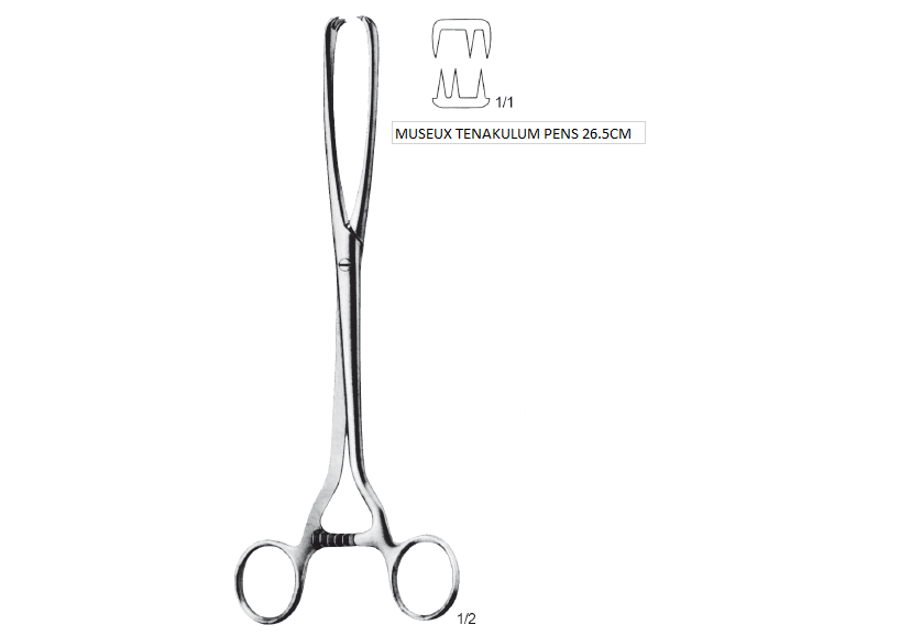 MUSEUX TENAKULUM PENS 26.5CM